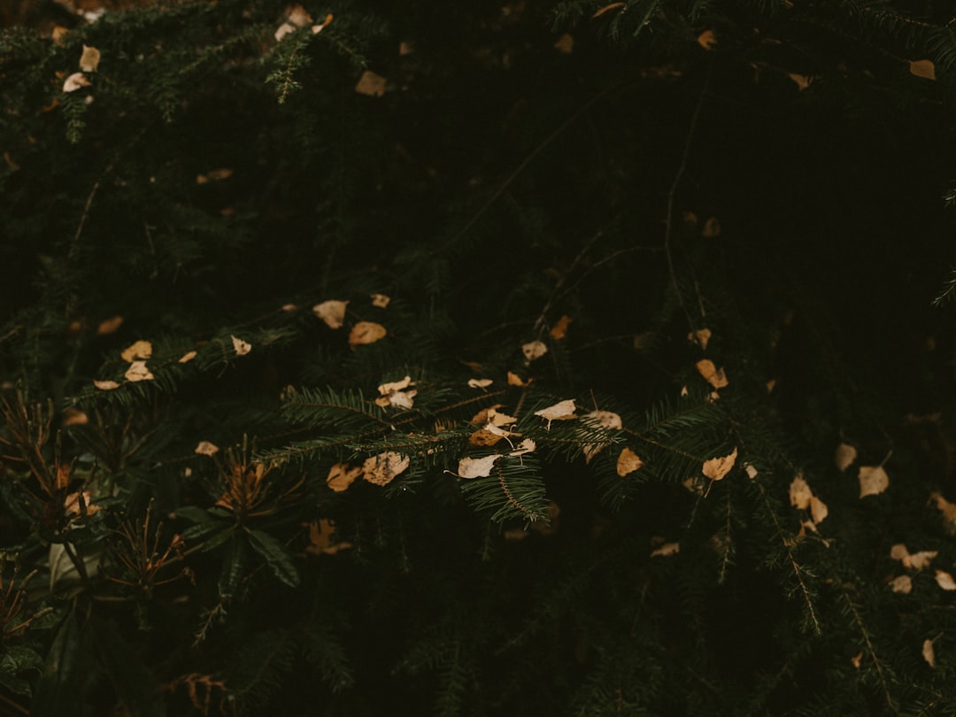 Fenomena Vouten: Fenomena Unik dalam Alam Semesta